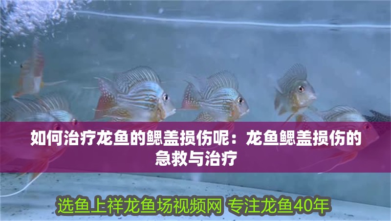 如何治療龍魚的鰓蓋損傷呢：龍魚鰓蓋損傷的急救與治療