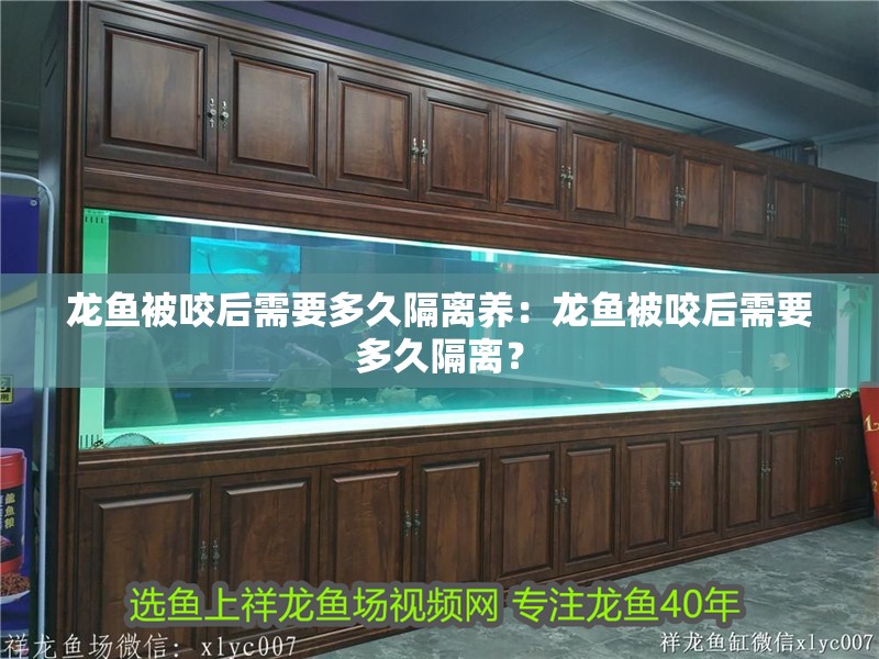 龍魚被咬后需要多久隔離養(yǎng)：龍魚被咬后需要多久隔離？