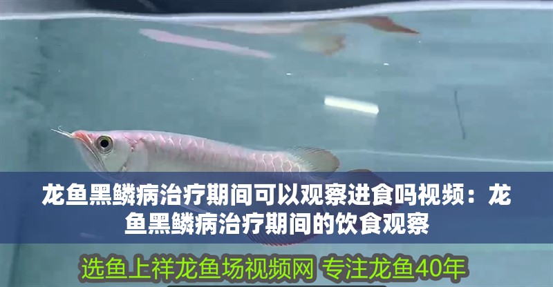 龍魚(yú)黑鱗病治療期間可以觀察進(jìn)食嗎視頻：龍魚(yú)黑鱗病治療期間的飲食觀察