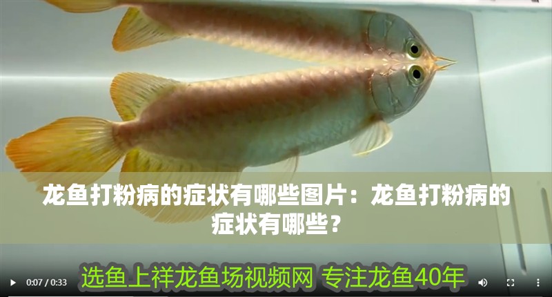 龍魚打粉病的癥狀有哪些圖片：龍魚打粉病的癥狀有哪些？
