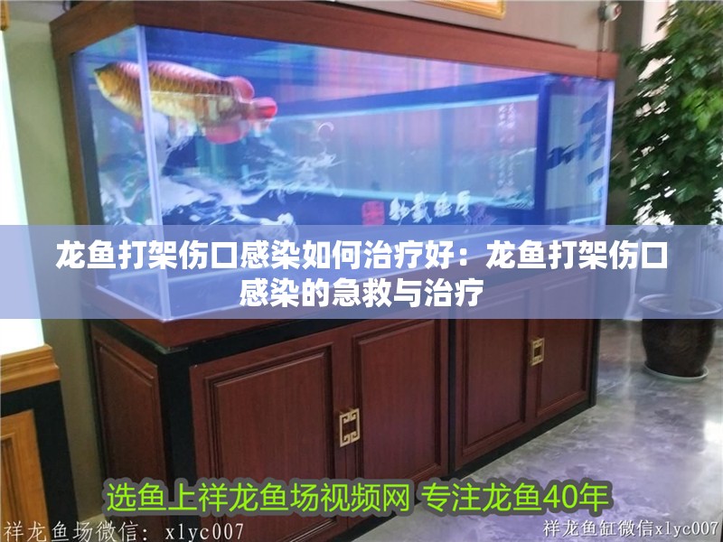龍魚打架傷口感染如何治療好：龍魚打架傷口感染的急救與治療