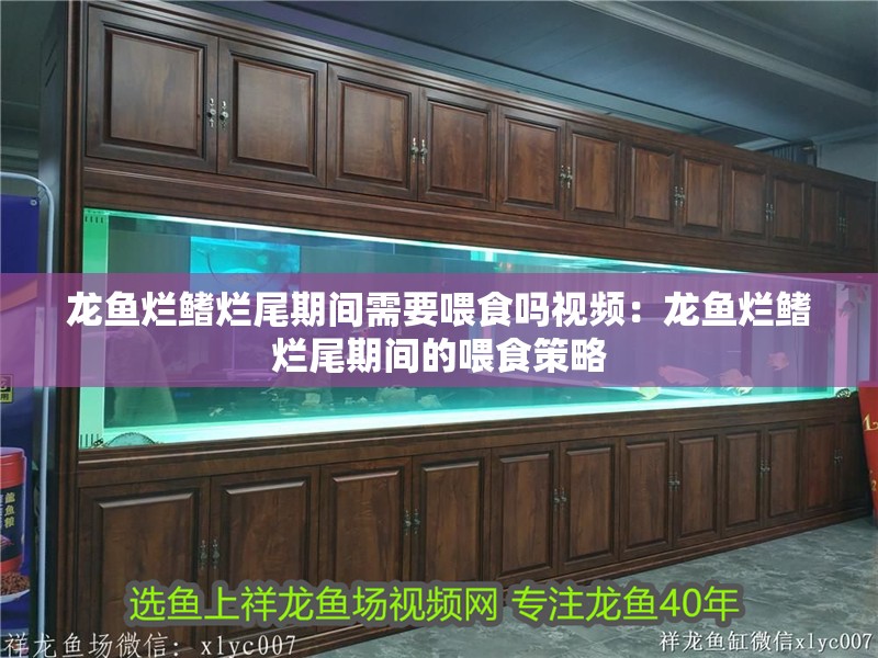 龍魚爛鰭爛尾期間需要喂食嗎視頻：龍魚爛鰭爛尾期間的喂食策略 龍魚爛鰭爛尾期間需要喂食嗎視頻：龍魚爛鰭爛尾期間的喂食策略 水族問答