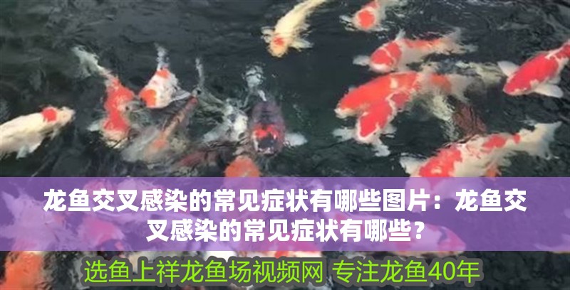 龍魚交叉感染的常見癥狀有哪些圖片：龍魚交叉感染的常見癥狀有哪些？