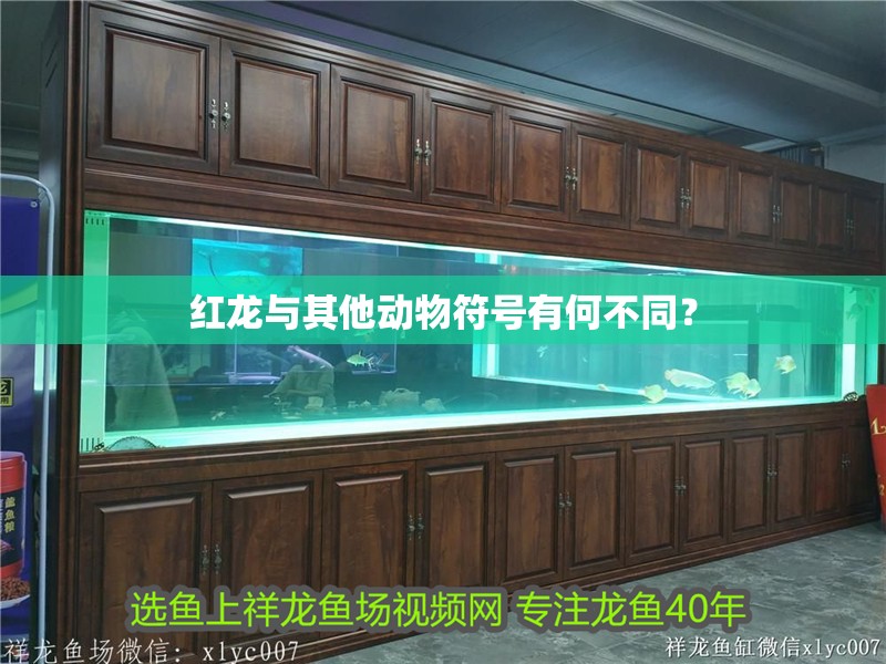 紅龍與其他動物符號有何不同？