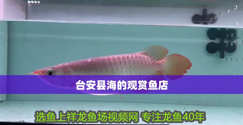 臺(tái)安縣海的觀賞魚店