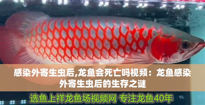 感染外寄生蟲后,龍魚會死亡嗎視頻：龍魚感染外寄生蟲后的生存之謎