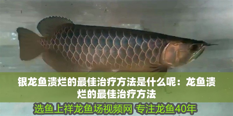 銀龍魚潰爛的最佳治療方法是什么呢：龍魚潰爛的最佳治療方法