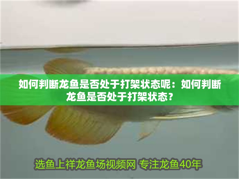 如何判斷龍魚是否處于打架狀態(tài)呢：如何判斷龍魚是否處于打架狀態(tài)？