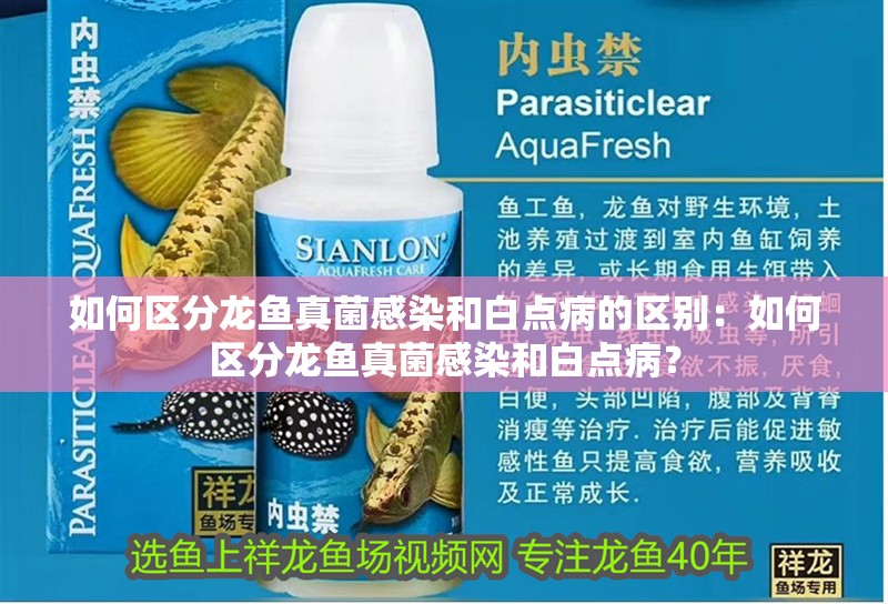 如何區(qū)分龍魚真菌感染和白點病的區(qū)別：如何區(qū)分龍魚真菌感染和白點病？
