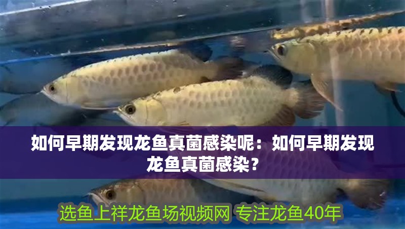 如何早期發(fā)現(xiàn)龍魚真菌感染呢：如何早期發(fā)現(xiàn)龍魚真菌感染？