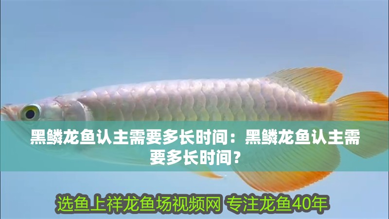 黑鱗龍魚認主需要多長時間：黑鱗龍魚認主需要多長時間？