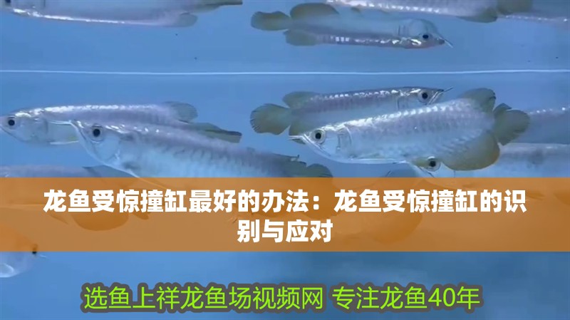 龍魚受驚撞缸最好的辦法：龍魚受驚撞缸的識別與應(yīng)對