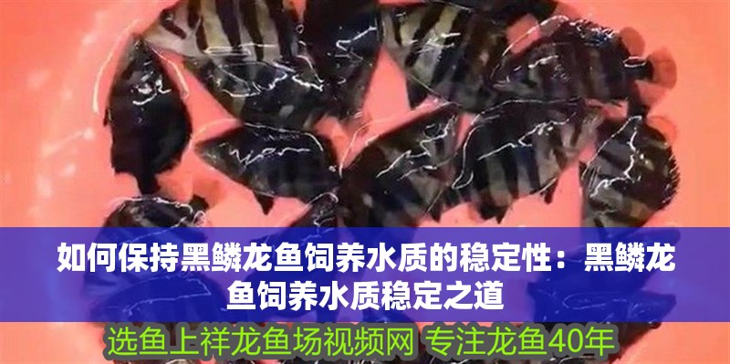 如何保持黑鱗龍魚飼養(yǎng)水質(zhì)的穩(wěn)定性：黑鱗龍魚飼養(yǎng)水質(zhì)穩(wěn)定之道