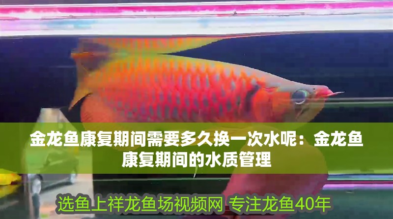 金龍魚康復期間需要多久換一次水呢：金龍魚康復期間的水質管理