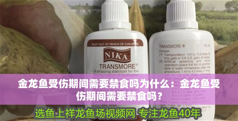 金龍魚受傷期間需要禁食嗎為什么：金龍魚受傷期間需要禁食嗎？