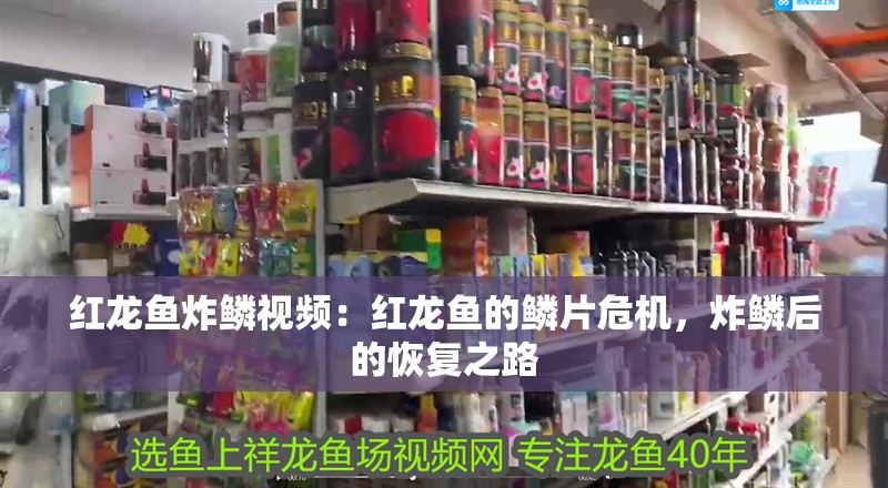紅龍魚炸鱗視頻：紅龍魚的鱗片危機，炸鱗后的恢復之路