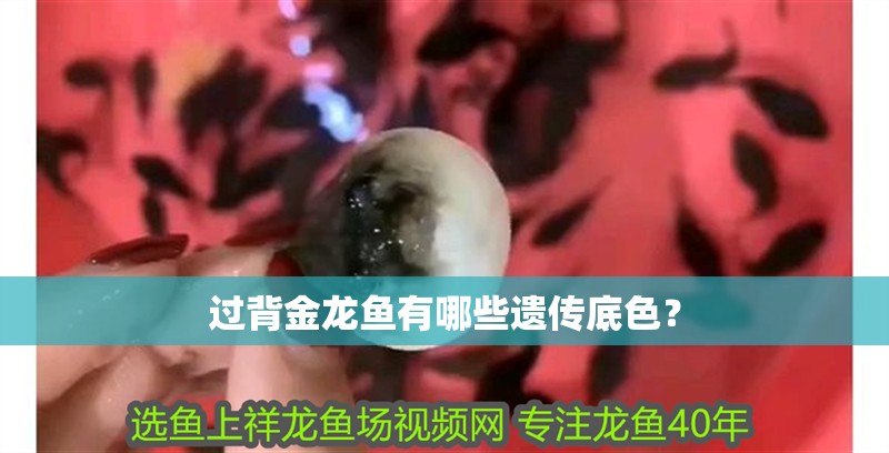 過背金龍魚有哪些遺傳底色？