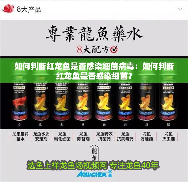 如何判斷紅龍魚是否感染細(xì)菌病毒：如何判斷紅龍魚是否感染細(xì)菌？