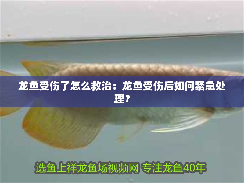 龍魚受傷了怎么救治：龍魚受傷后如何緊急處理？