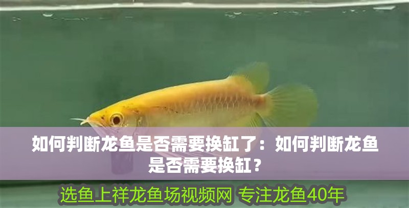 如何判斷龍魚是否需要換缸了：如何判斷龍魚是否需要換缸？