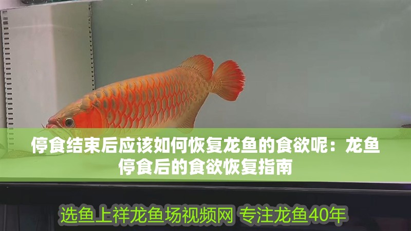 停食結(jié)束后應(yīng)該如何恢復(fù)龍魚的食欲呢：龍魚停食后的食欲恢復(fù)指南
