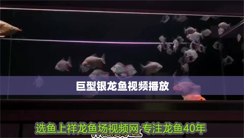 巨型銀龍魚視頻播放