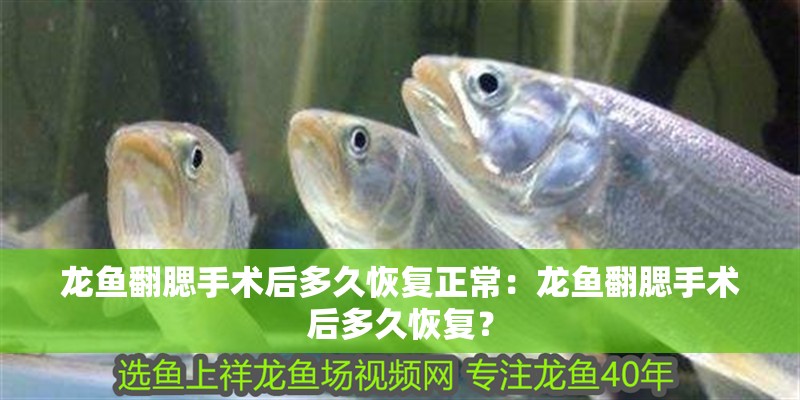 龍魚(yú)翻腮手術(shù)后多久恢復(fù)正常：龍魚(yú)翻腮手術(shù)后多久恢復(fù)？