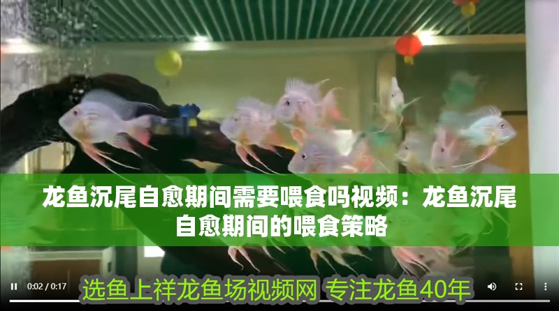 龍魚沉尾自愈期間需要喂食嗎視頻：龍魚沉尾自愈期間的喂食策略