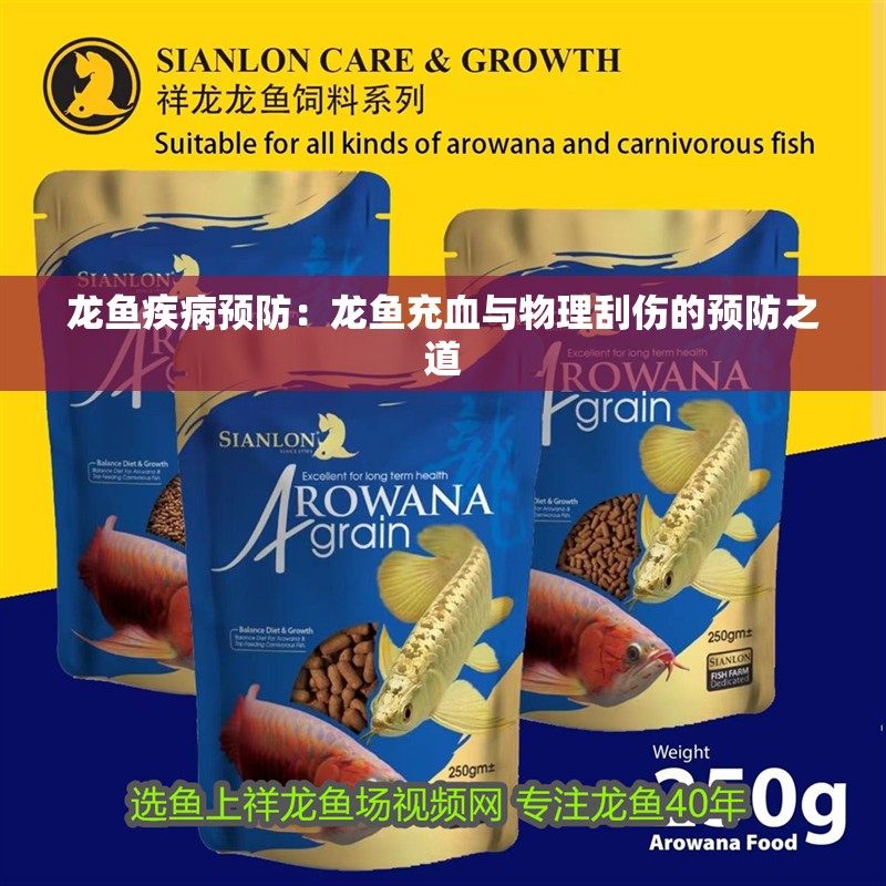 龍魚疾病預防：龍魚充血與物理刮傷的預防之道