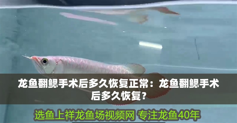 龍魚(yú)翻鰓手術(shù)后多久恢復(fù)正常：龍魚(yú)翻鰓手術(shù)后多久恢復(fù)？