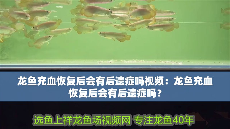 龍魚充血恢復后會有后遺癥嗎視頻：龍魚充血恢復后會有后遺癥嗎？