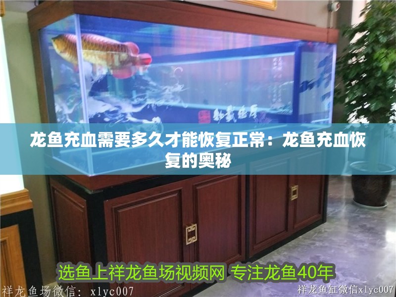 龍魚充血需要多久才能恢復正常：龍魚充血恢復的奧秘