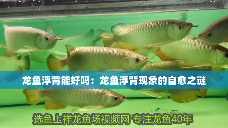 龍魚浮背能好嗎：龍魚浮背現象的自愈之謎