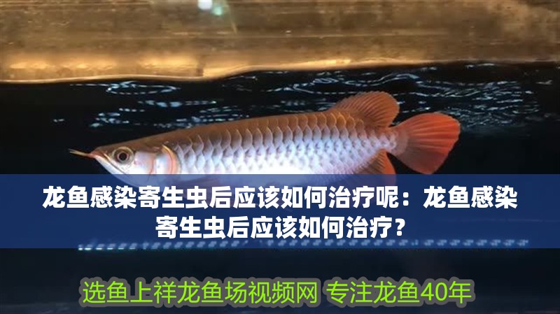 龍魚感染寄生蟲后應該如何治療呢：龍魚感染寄生蟲后應該如何治療？