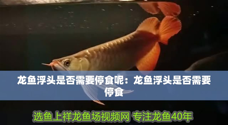 龍魚浮頭是否需要停食呢：龍魚浮頭是否需要停食