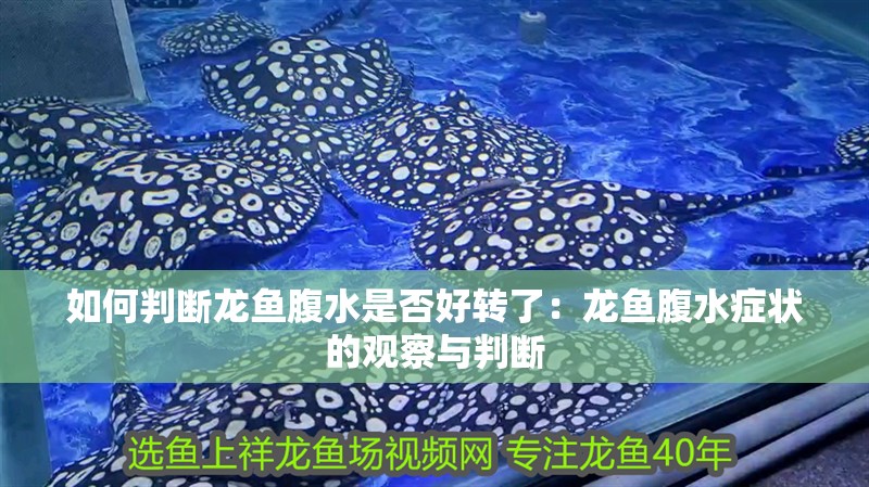 如何判斷龍魚腹水是否好轉了：龍魚腹水癥狀的觀察與判斷