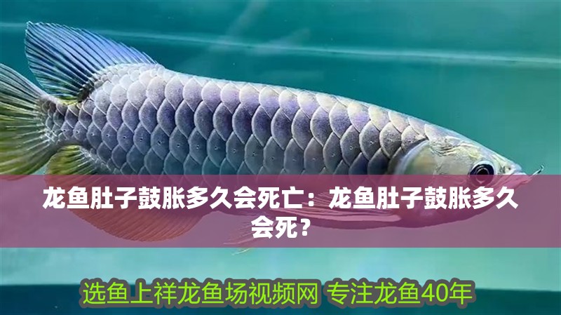 龍魚肚子鼓脹多久會死亡：龍魚肚子鼓脹多久會死？