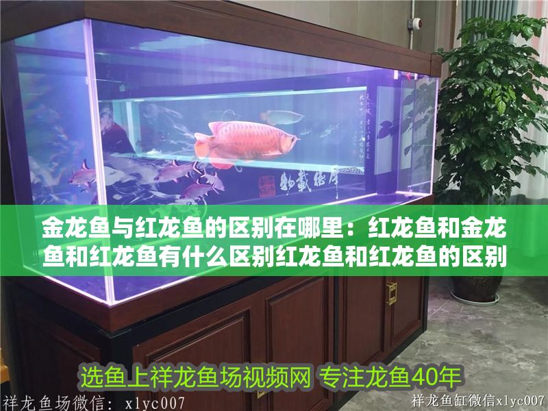 金龍魚與紅龍魚的區別在哪里：紅龍魚和金龍魚和紅龍魚有什么區別紅龍魚和紅龍魚的區別