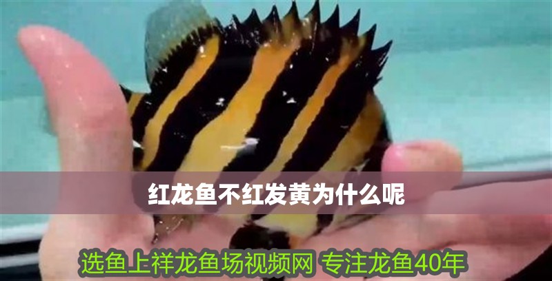 龍魚干蝦有營養(yǎng)嗎 紅龍魚不紅發(fā)黃為什么呢 龍魚百科 紅龍魚不紅發(fā)黃為什么呢 紅龍魚不紅發(fā)黃為什么呢 龍魚百科