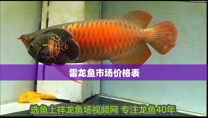 雷龍魚市場價(jià)格表
