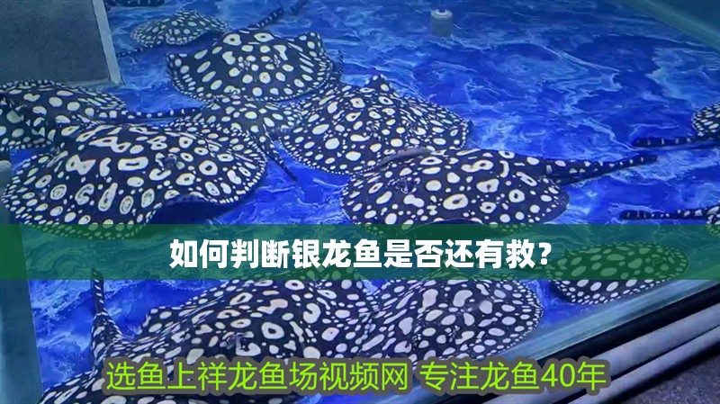 如何判斷銀龍魚是否還有救？