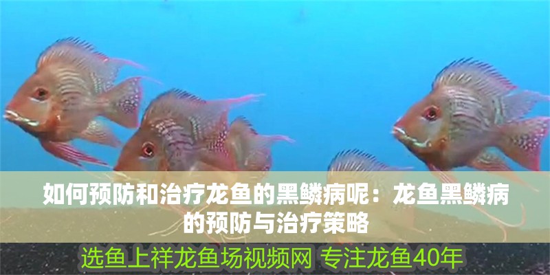 如何預防和治療龍魚的黑鱗病呢：龍魚黑鱗病的預防與治療策略