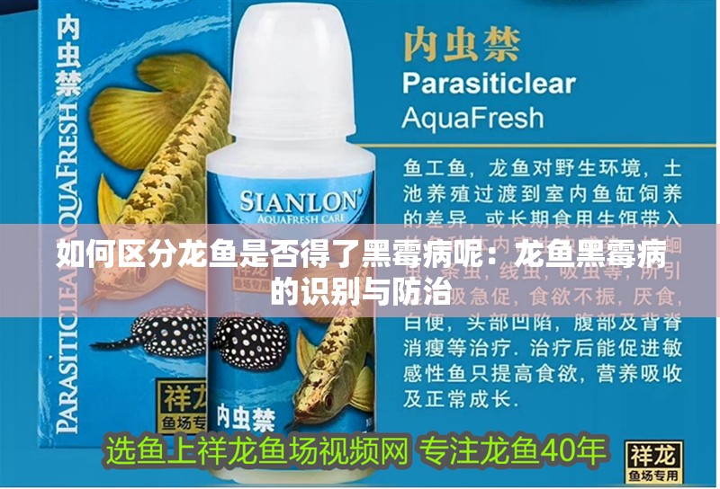 如何區分龍魚是否得了黑霉病呢：龍魚黑霉病的識別與防治