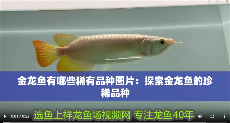 金龍魚有哪些稀有品種圖片：探索金龍魚的珍稀品種