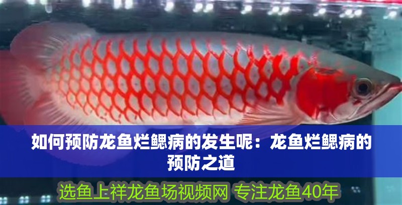 如何預防龍魚爛鰓病的發生呢：龍魚爛鰓病的預防之道