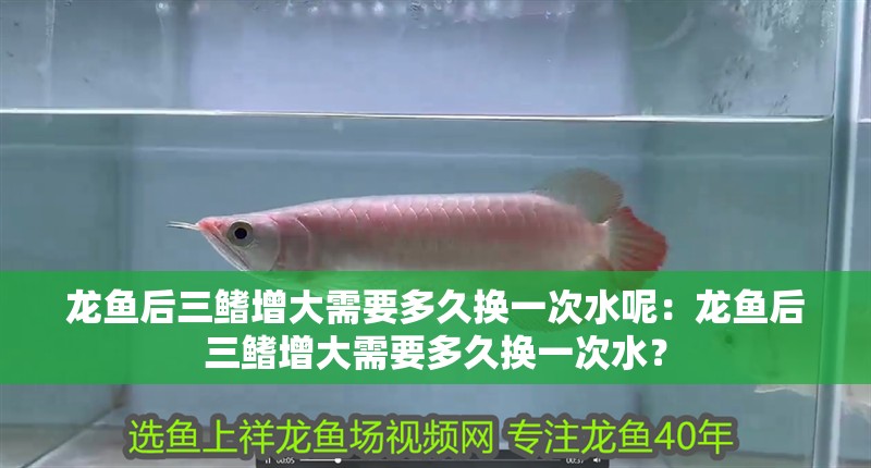 龍魚(yú)后三鰭增大需要多久換一次水呢：龍魚(yú)后三鰭增大需要多久換一次水？