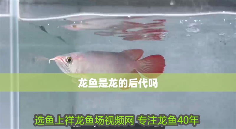 龍魚是龍的后代嗎