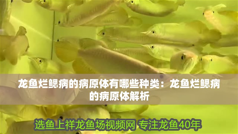 龍魚爛鰓病的病原體有哪些種類：龍魚爛鰓病的病原體解析
