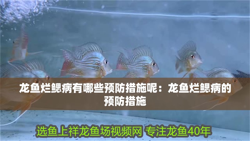 龍魚爛鰓病有哪些預防措施呢：龍魚爛鰓病的預防措施