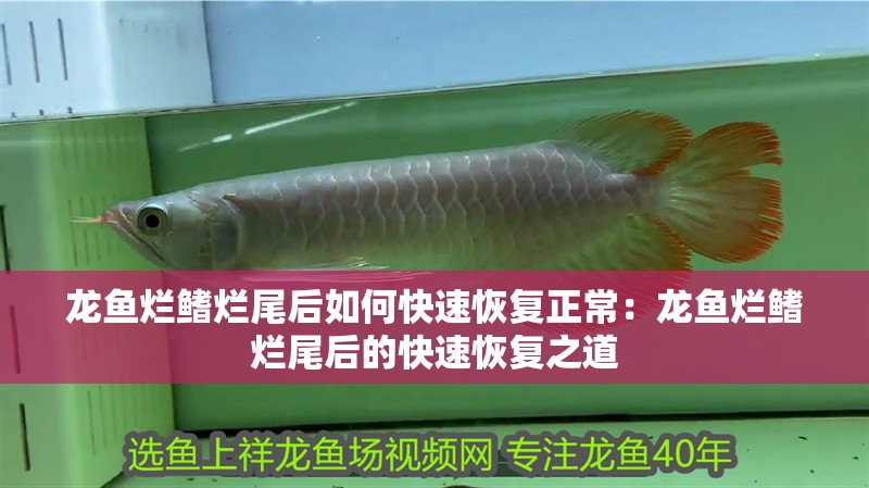 龍魚爛鰭爛尾后如何快速恢復正常：龍魚爛鰭爛尾后的快速恢復之道